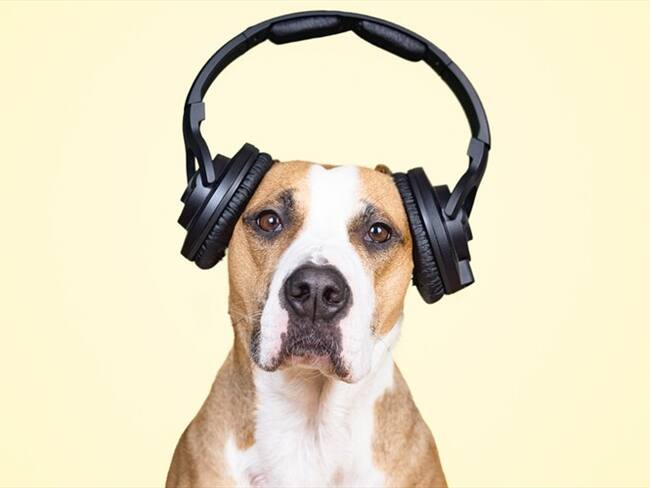 “Felices fiestas mascotas”, la propuesta musical de Natgeo para que los animales no sufran con la pólvora. Foto: Getty Images