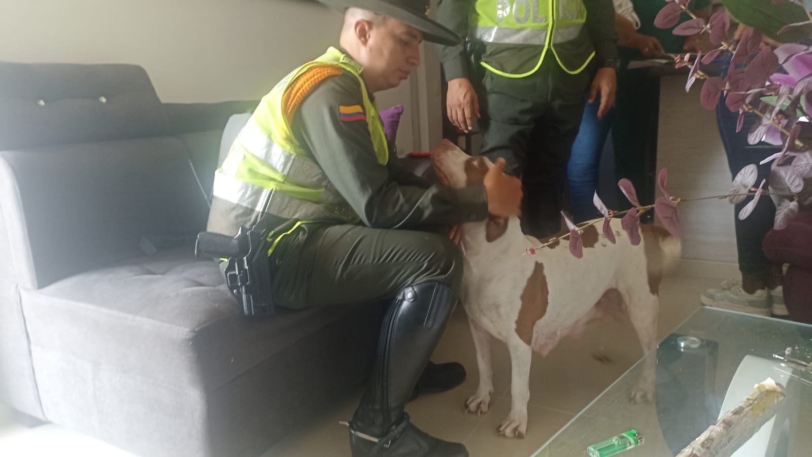 Rescatan a perrita Pitbull tras presunto caso de maltrato animal en Jamundí. Foto: Policía