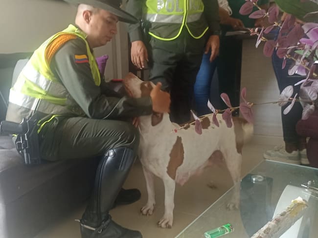 Rescatan a perrita Pitbull tras presunto caso de maltrato animal en Jamundí. Foto: Policía