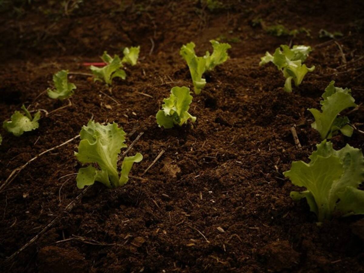 Jardín Botánico de Bogotá ofrece capacitaciones virtuales para agricultura urbana