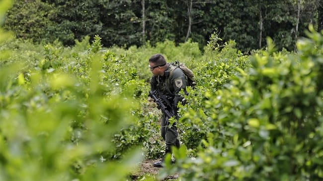 Erradicación forzada. Foto: Colprensa