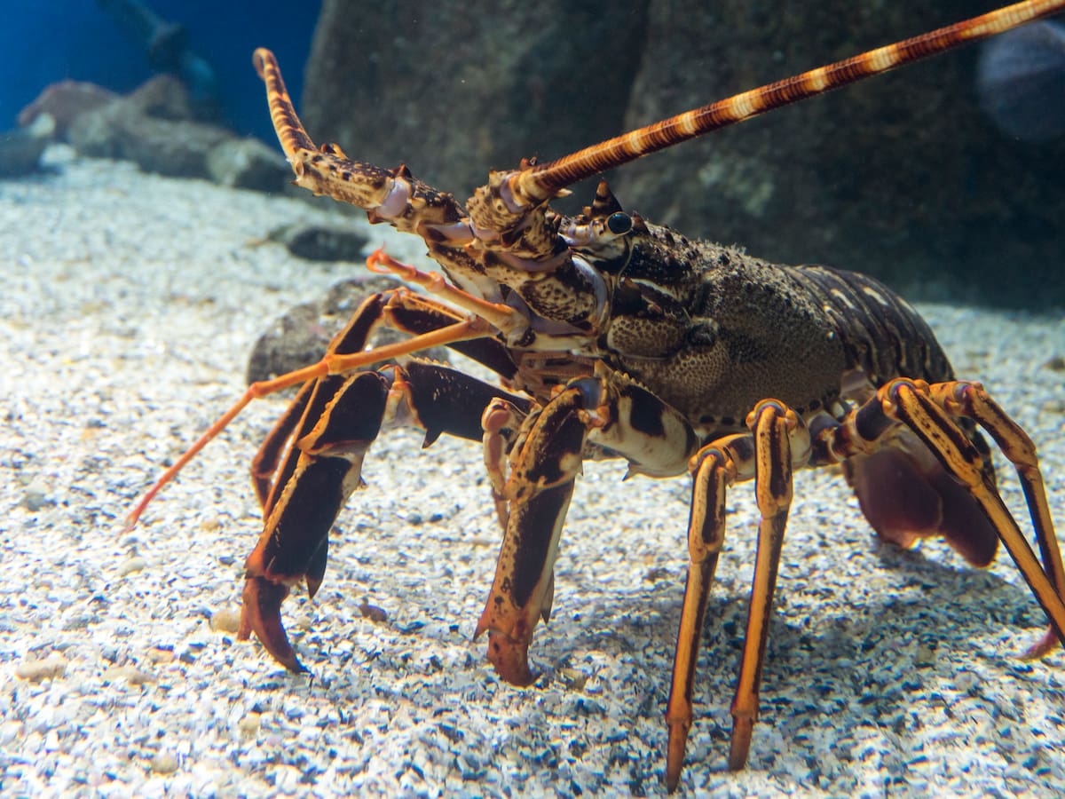 ¿Las langostas sienten? Reino Unido alista ley para proteger a los crustáceos