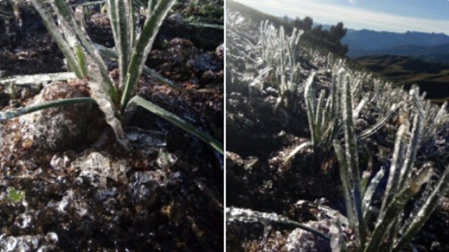 Heladas en Norte de Santander empieza a afectar los cultivos en el Páramo Santurbán. Foto: Cortesía