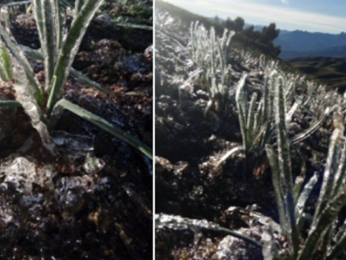 Heladas en Norte de Santander empieza a afectar los cultivos en el Páramo Santurbán