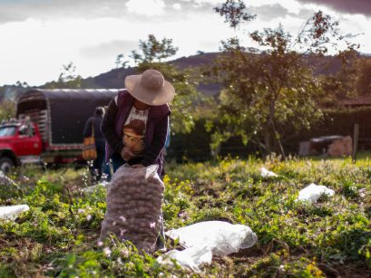 Productores de papa en Boyacá aseguran que el Gobierno Nacional les ha incumplido los acuerdos