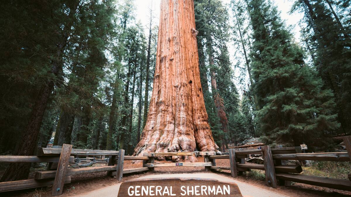 Cuál es el árbol más grande del mundo: supera en altura a monumentos como el Obelisco de Argentina