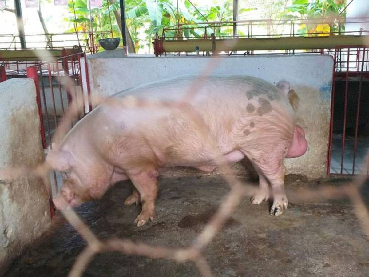 Tan solo hay 11 plantas de beneficio animal para 123 municipios en Boyacá