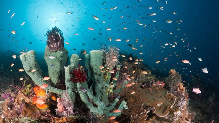 Concierto se realizó bajo el agua para promover cuidado de arrecifes: ¿cómo se logró?