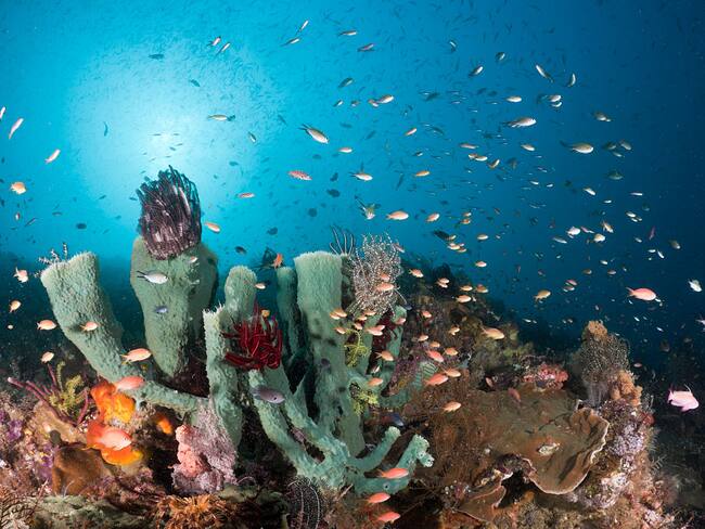 Concierto se realizó bajo el agua para promover cuidado de arrecifes: ¿cómo se logró?