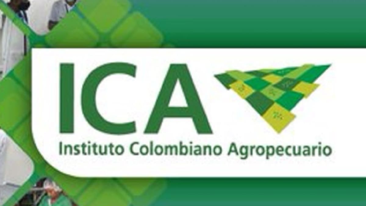 ICA iniciará primer ciclo de vacunación contra la fiebre aftosa y la brucelosis bovina