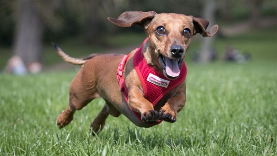 Se calcula que en Colombia hay una población de cinco millones de mascotas.. Foto: Getty Images