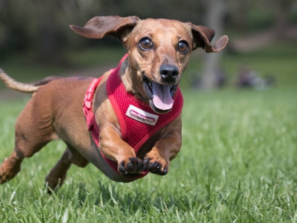 Celebración del día internacional del perro