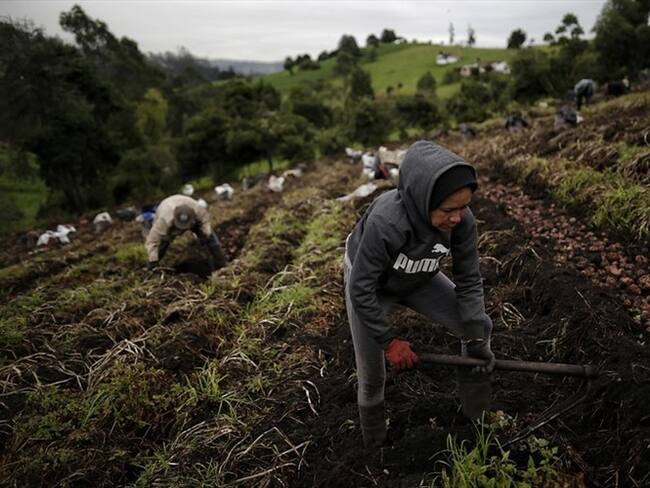 Advierten que precios de insumos del agro están disparados. Foto: Colprensa