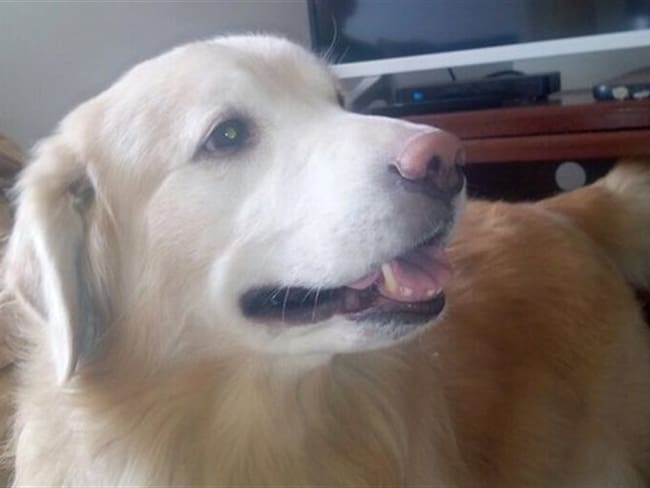 El perro Bolt falleció en el vuelo CM 222 de Copa Airlines. Foto: Cortesía/ https://twitter.com/MarchanYarima.