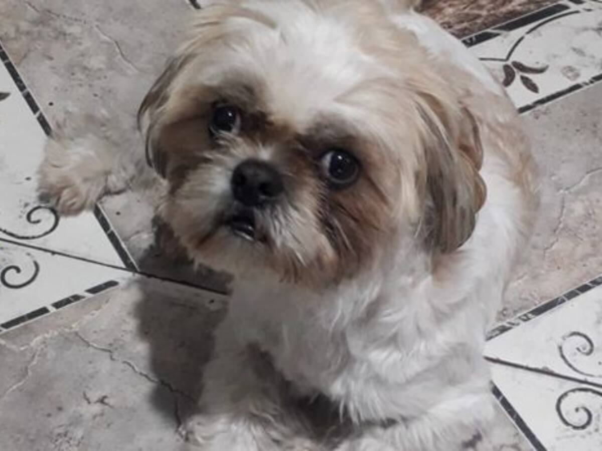 Final feliz: perro abandonado en un taxi en Bogotá fue adoptado por el taxista