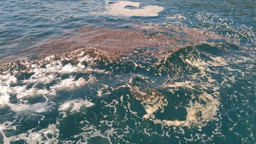 Muestras de contaminación en el mar Caribe. Foto: Redacción W Radio