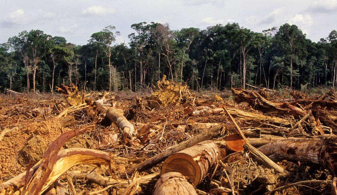 Imagen de referencia de deforestación. Foto: Getty Images.