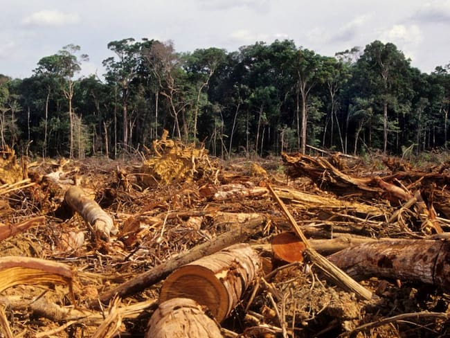 Imagen de referencia de deforestación. Foto: Getty Images.
