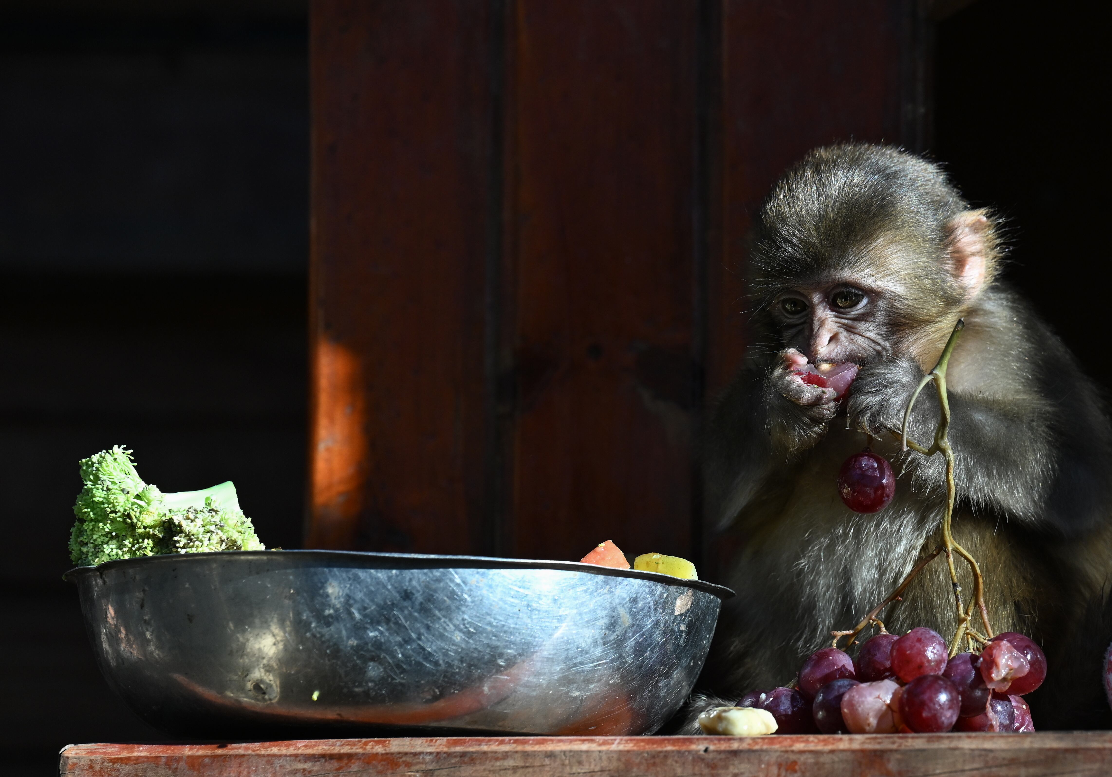 macacos ‘rhesus´FOTO: Orhan Cicek/Anadolu via Getty Images