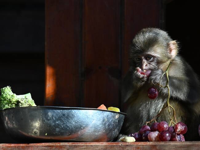 macacos ‘rhesus´FOTO: Orhan Cicek/Anadolu via Getty Images