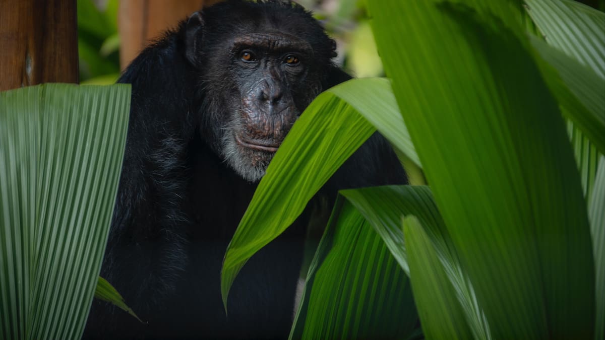 ‘Yoko’, el último chimpancé en cautiverio en Colombia, llegó a Bogotá para ser trasladado a Brasil