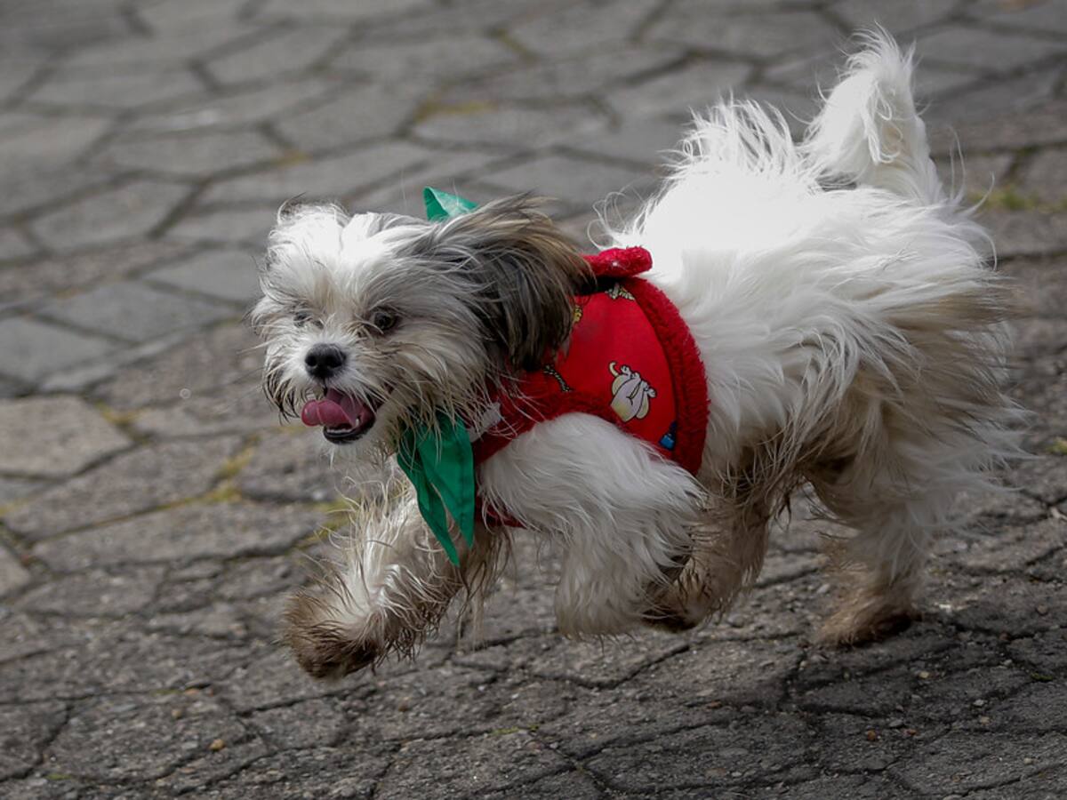 Por orden de una juez, animales de compañía podrán ingresar al Parque el Country en Bogotá