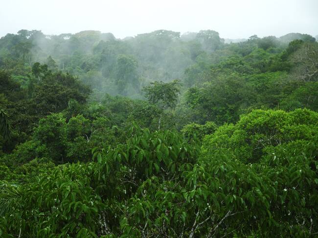 Canopy of the Amazon Rainforest