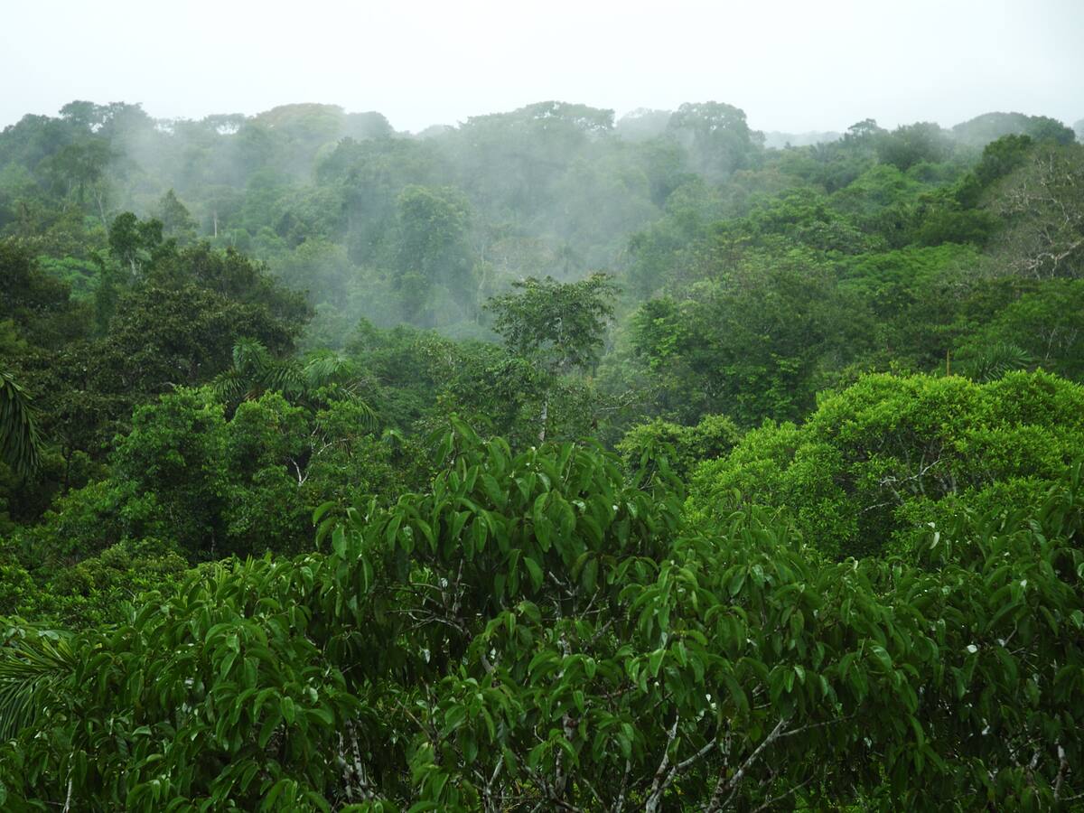 Suecia y el BID firman una carta de intenciones para asegurar la financiación del Amazonas