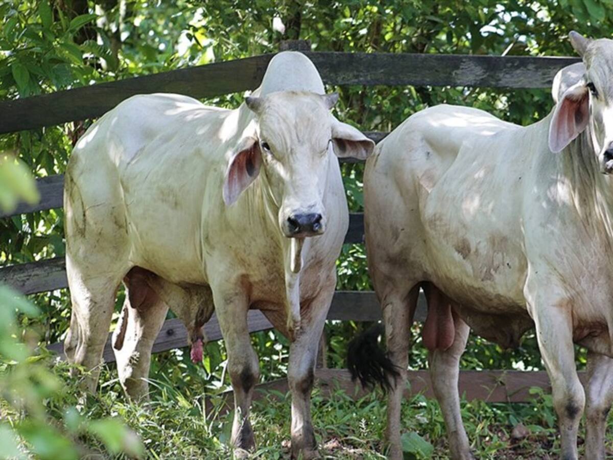 Contralor se pronuncia frente a entrega de información de Minagricultura a Fedegán
