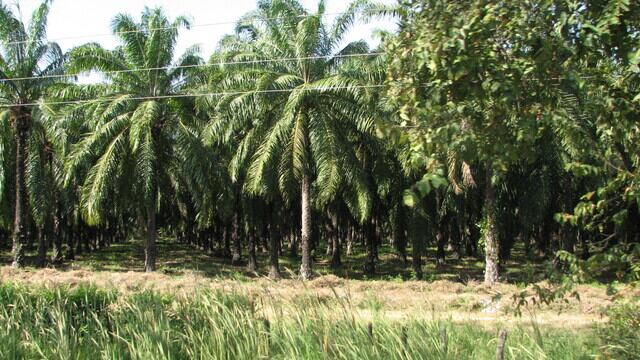Imagen de referencia de tierras en Colombia
