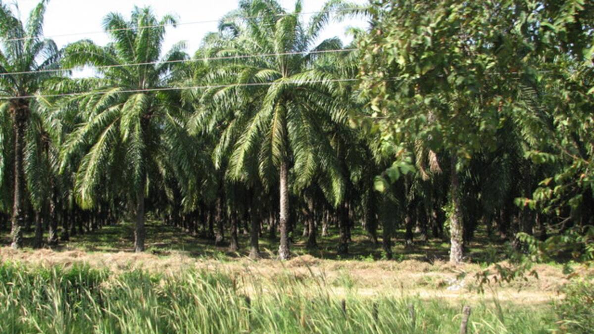 Informe señala que en el Chocó solo se ha devuelto el 15% de las tierras a restituir
