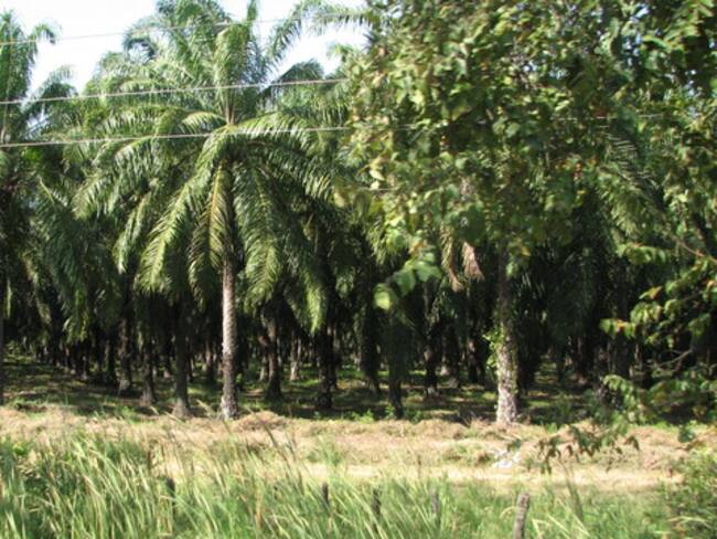 Imagen de referencia de tierras en Colombia
