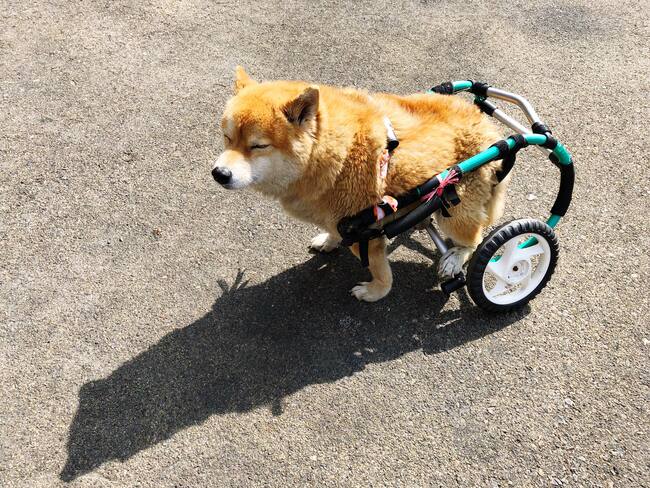 La historia del colombiano que fabrica sillas de ruedas para perros en Vietnam