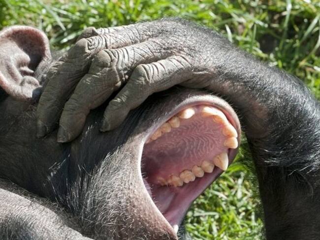 El tema de las cosquillas es más amplio y profundo de lo que puede parecer.. Foto: BBC Mundo