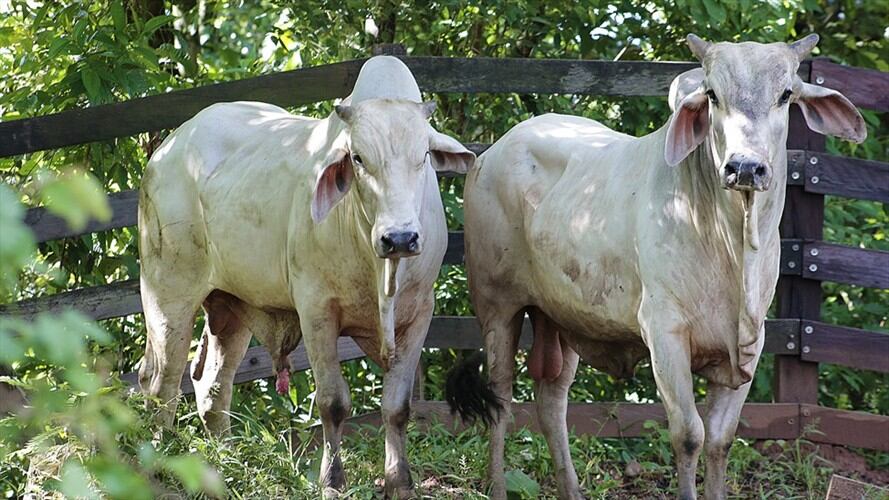 La entidad confirmó que expidió la Resolución 070753 del 1 de julio de 2020, por medio de la cual se amplió el I ciclo de vacunación contra fiebre aftosa y brucelosis. Foto: Colprensa