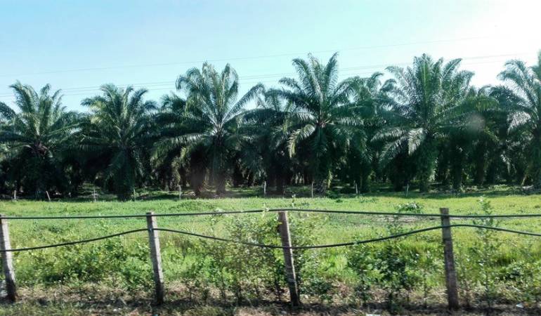 Cultivos de palma. / Foto: Archivo.