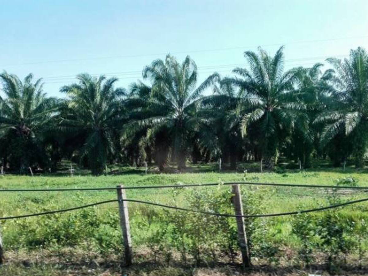 Los retos de la FAO para desarrollar sus proyectos en la región del Catatumbo
