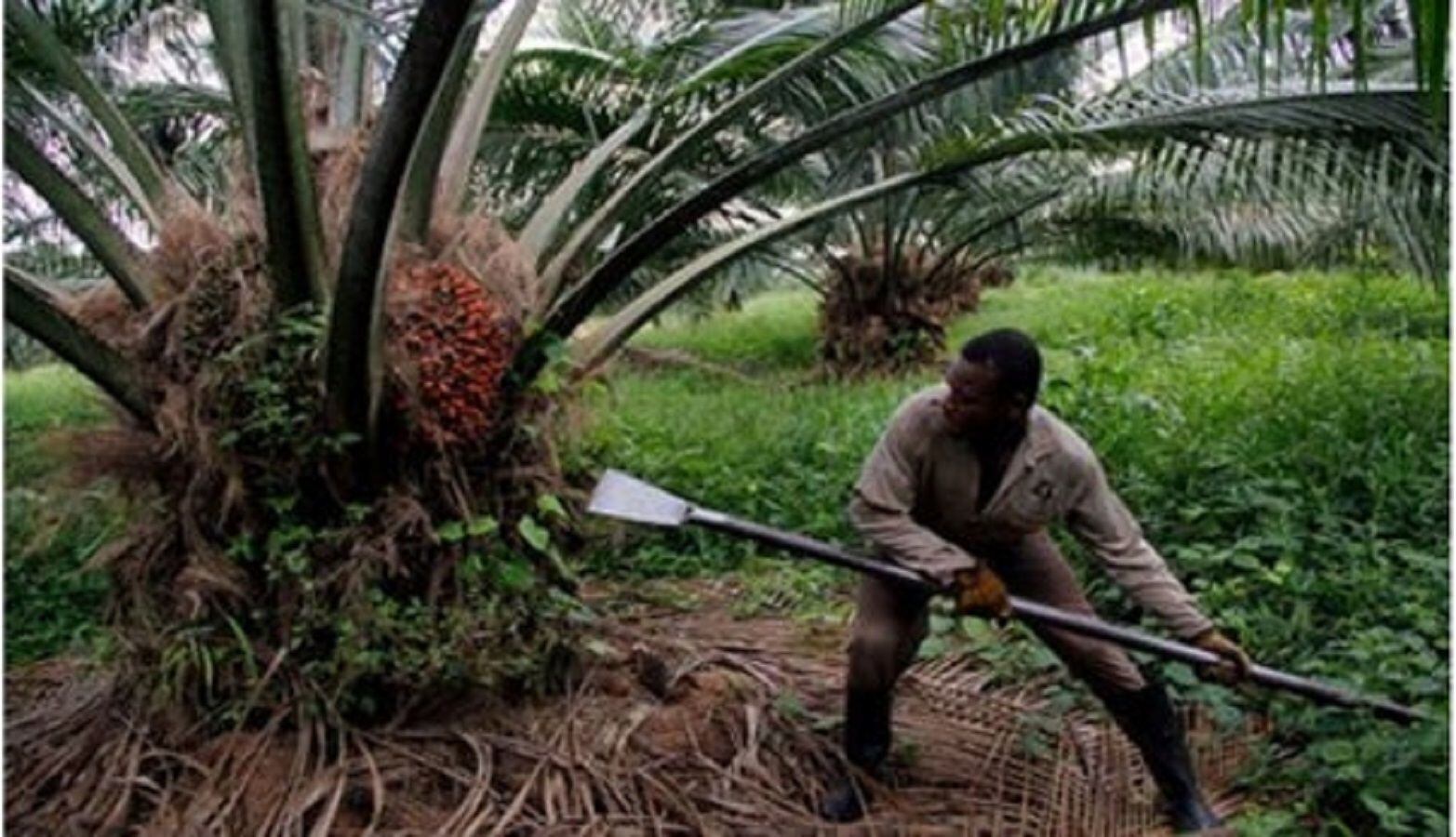 Palmicultores extreman medidas de seguridad por recientes secuestros en Catatumbo