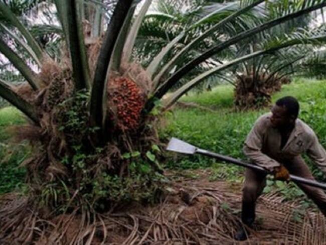 Palmicultores extreman medidas de seguridad por recientes secuestros en Catatumbo