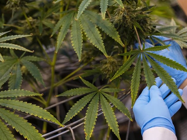 Congreso de Panamá aprueba el cannabis medicinal . Foto: Getty Images