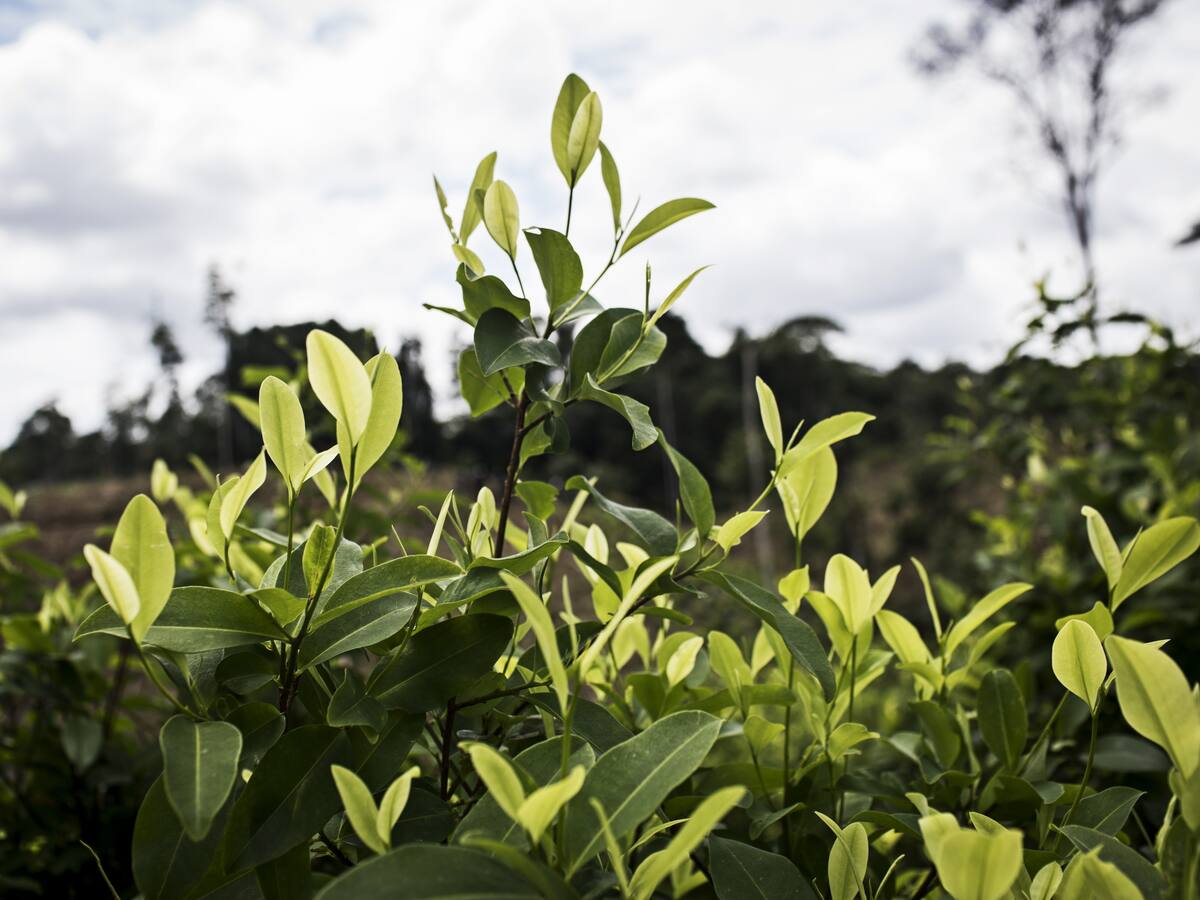 Estados Unidos está “muy preocupado” por el aumento de cultivos de coca en Colombia