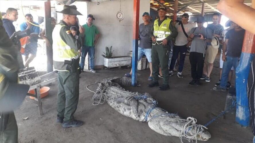 La Policía tuvo que utilizar sogas para poder sacar al animal de cuatro metros de la orilla. Foto: Prensa Policía Metropolitana