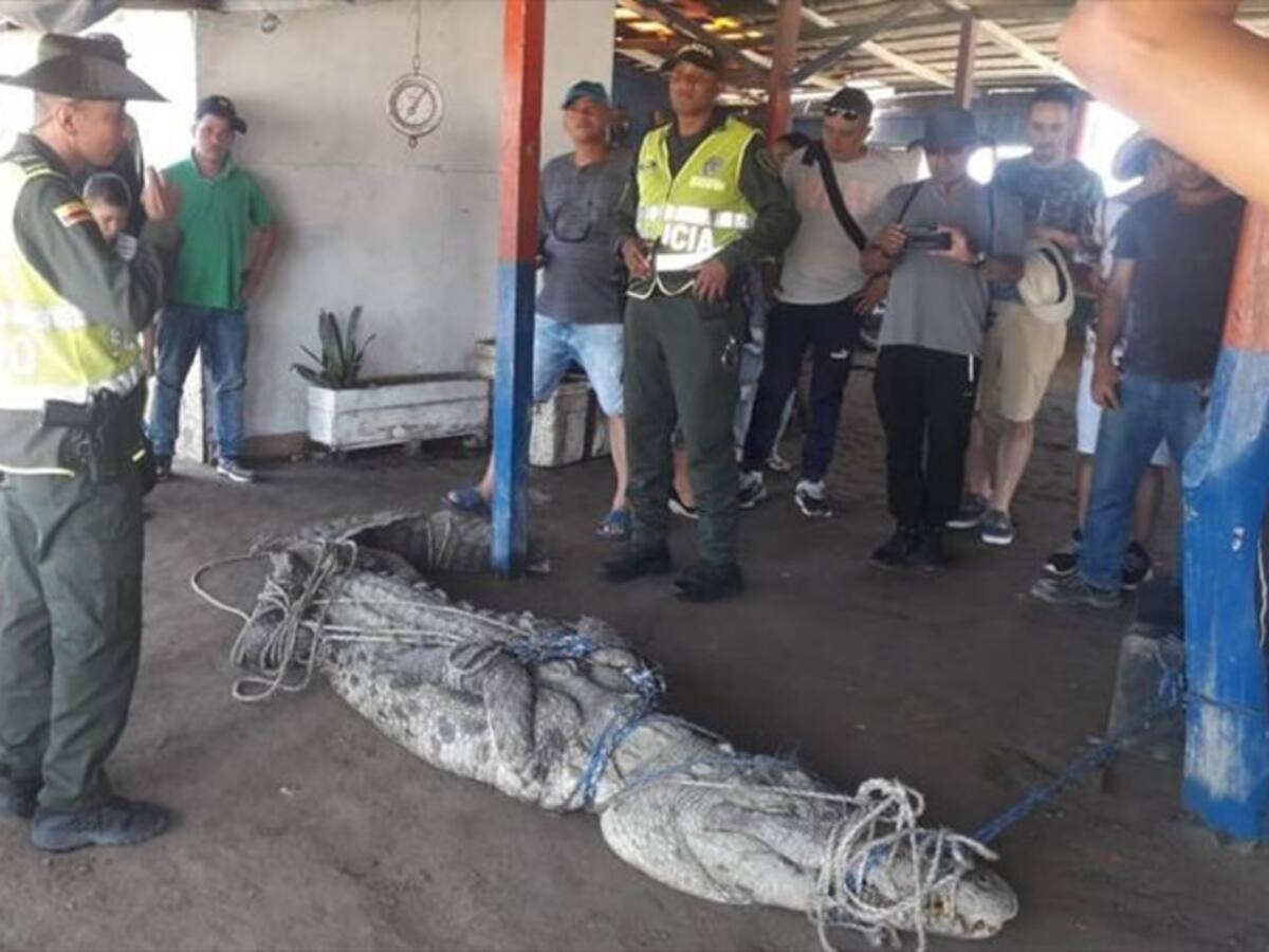 Autoridades atraparon caimán en playa de Puerto Colombia que nadaba hacia cuatro niñas