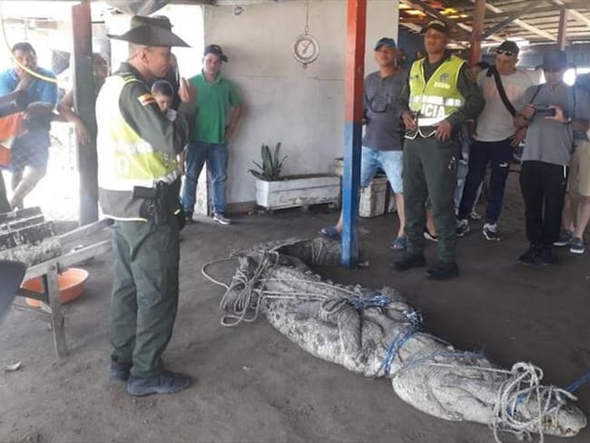 La Policía tuvo que utilizar sogas para poder sacar al animal de cuatro metros de la orilla. Foto: Prensa Policía Metropolitana