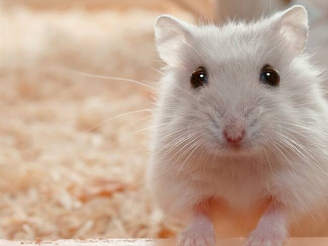 Podría hundirse el proyecto de ley que busca prohibir los experimentos en animales