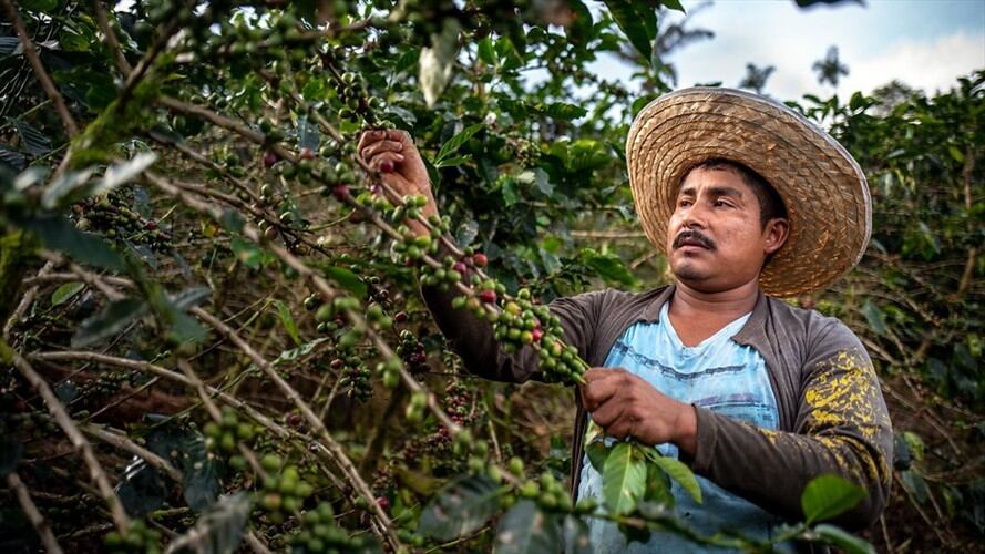 Preocupación en el gremio cafetero por la aparición de nuevas variantes de roya. Foto: Colprensa