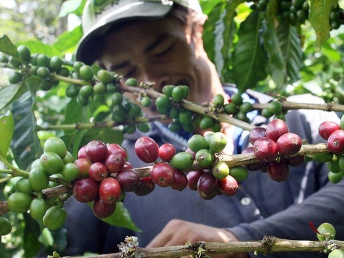 MinAgricultura aseguró que está listo para recibir la cosecha cafetera más grande del año