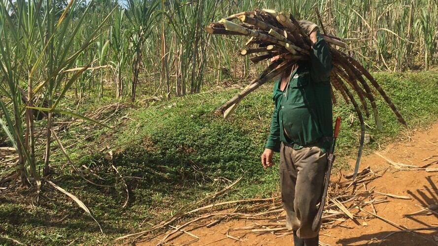 Desplazamiento de campesinos. Foto: Colprensa
