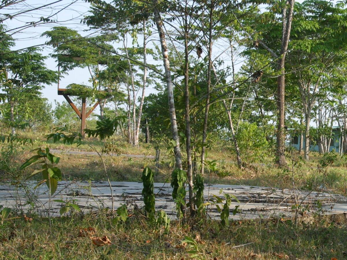 Aprenda a identificar cada tipo de árbol de las calles de Bogotá con ‘Arbolapp’