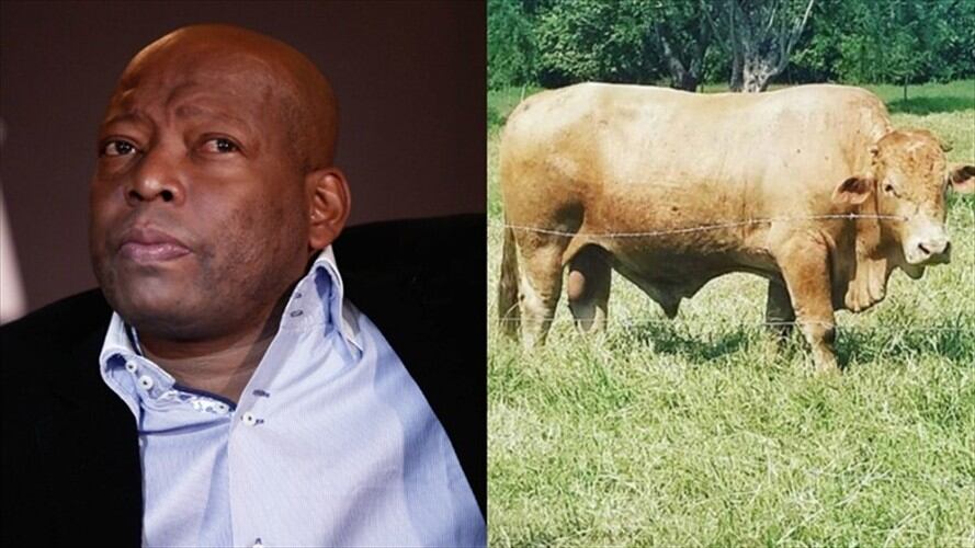 Recuperan las reses que habían sido hurtadas de la finca del Tino Asprilla. Foto: